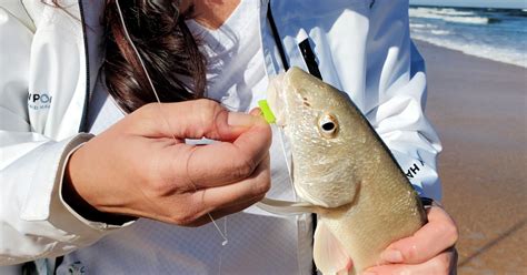 5 Things You Must Know About Fishbites (Plus How To Use .